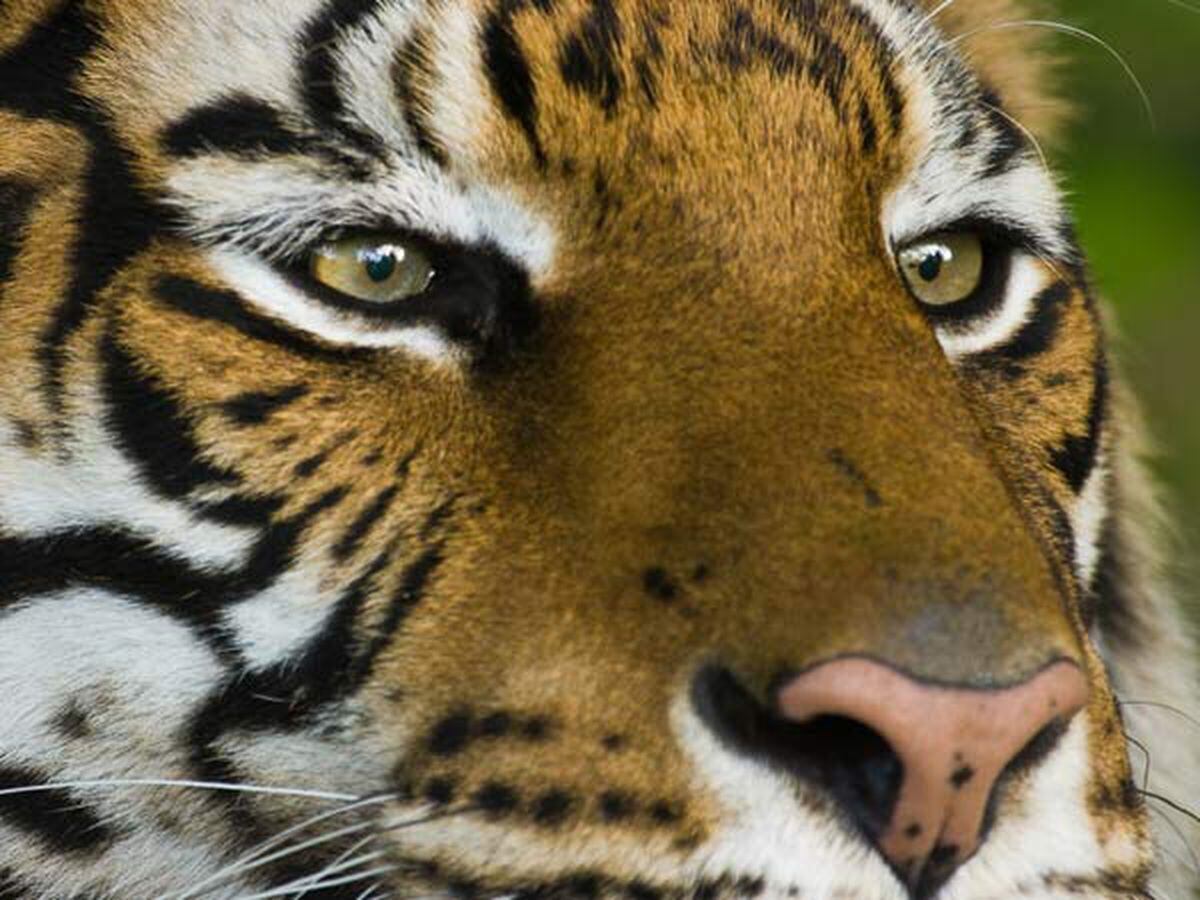 Creepers’ peepers Why animals’ pupils have different shapes