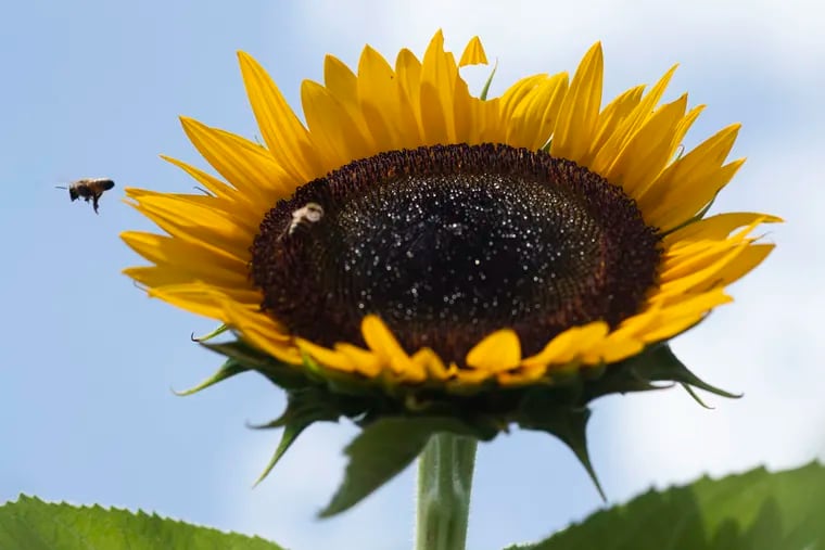A bee lands on a sunflower at Hill Creek Farms in Mullica Hill, N.J. on Sunday, August 2, 2020. The 63 acre, Hill Creek Farms has 17 thousand trees, including 15 varieties of apples. According to third generation farmer Fred Sorbello, some varieties of apples will be ready for picking at the beginning of September. To limit the number of visitors and allow for social distancing, paid reservations are required on the weekends. This is the third season they've planted sunflowers, which are expected to be in bloom for about one more week.
