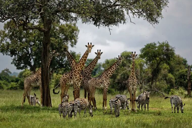 FILE - In this Tuesday, March 20, 2018, file photo, giraffes and zebras congregate under the shade of a tree in the afternoon in Mikumi National Park, Tanzania. The Trump administration has taken a first step toward extending protections for giraffes under the Endangered Species Act, following legal pressure from environmental groups. The U.S. Fish and Wildlife Service announced Thursday that its initial review has determined there is “substantial information that listing may be warranted” for giraffes.