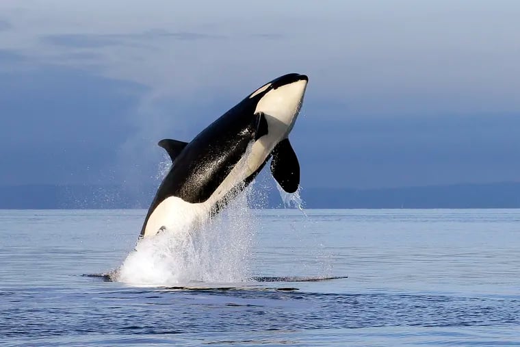 In this Jan. 18, 2014, file photo, an endangered female orca leaps from the water while breaching in Puget Sound west of Seattle, Wash.