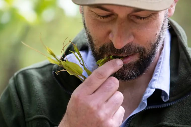 Philip Manganaro, chef and owner of Park Place, tastes greenbrier at Black Run Preserve in Evesham Township. Manganaro said that greenbrier is a labor intensive forage because you only take the new growth.