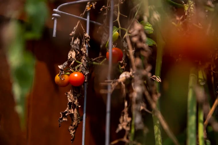 Fresh grown cherry tomatoes peek through the charred remains of tomato plants in Ardmore, Pa., on Wednesday, Sept. 17, 2020, on vines that nearly died from the flooding rains of Tropical Storm Isaias in early August.