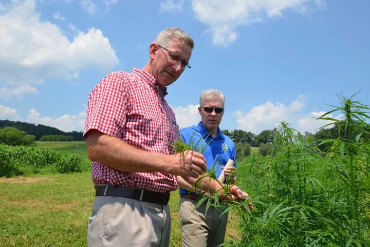 Pa. Agriculture Secretary Russell Redding examines hemp plants with William “Bill” Evans, chief of staff for Pa. Senator Judy Schwank, at the Rodale Institute outside Kutztown, Berks County, in July 2017.