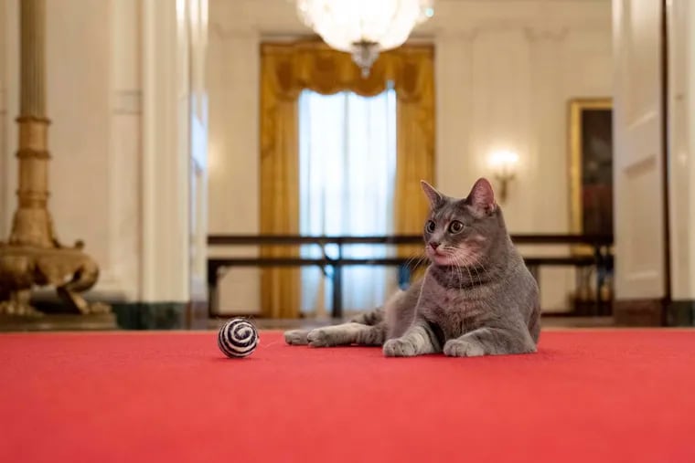 Willow, the Biden family's new pet cat, wanders around the White House on Wednesday.