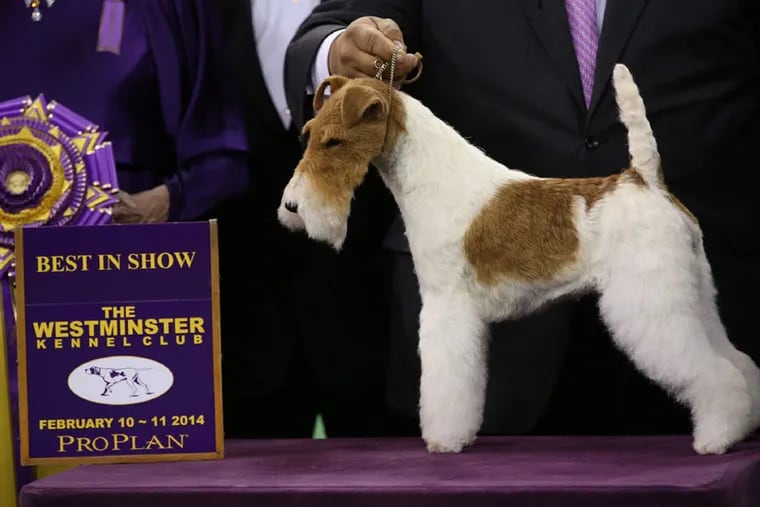 The Westminster Kennel Club Dog Show. (USA Network)