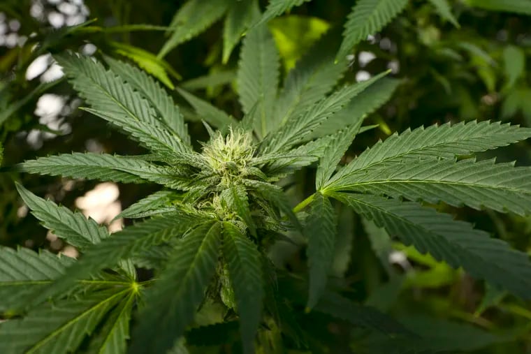 A marijuana plant in San Luis Obispo, Calif.