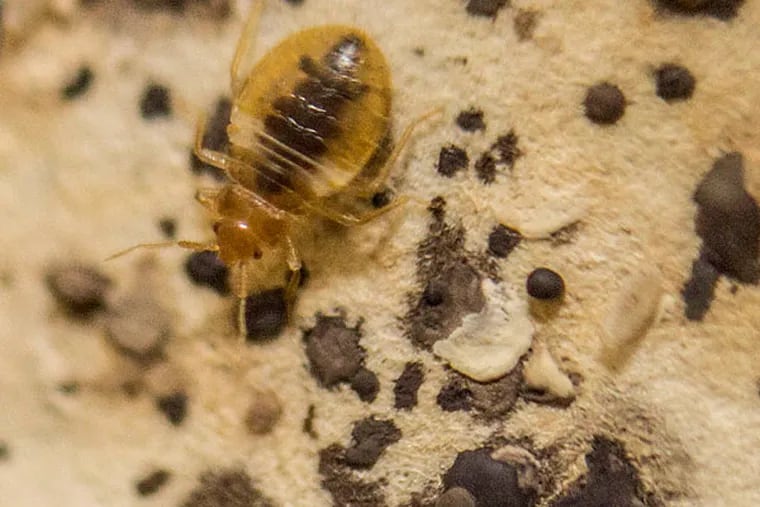Critics say Councilman Mark Squilla's bill to combat Philly's bed bug problem has been gutted.