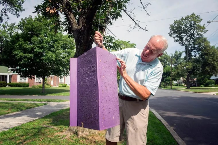 Barry Emens checks a purple prism trap for signs of Emerald ash borers.