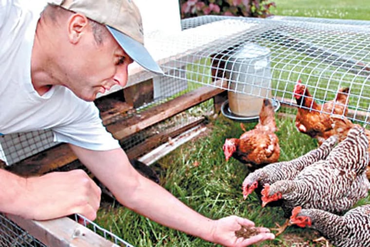 Joe Heckman feeds earthworms to his chickens. Heckman is passionate about growing his own food in his back yard in Monroe Township, N.J. (Sarah J. Glover / Inquirer)