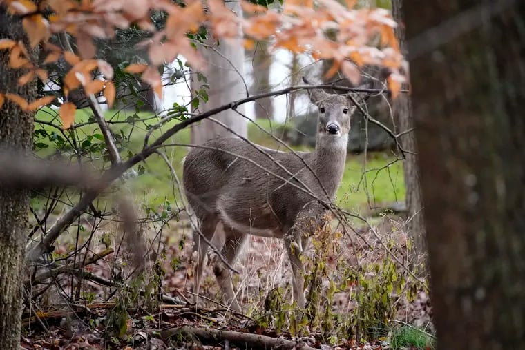 A deer peers through the woods, Monday, Nov. 23, 2020, in Marple Township, Pa. Anterless deer hunting license sales began last week. (AP Photo/Matt Slocum)