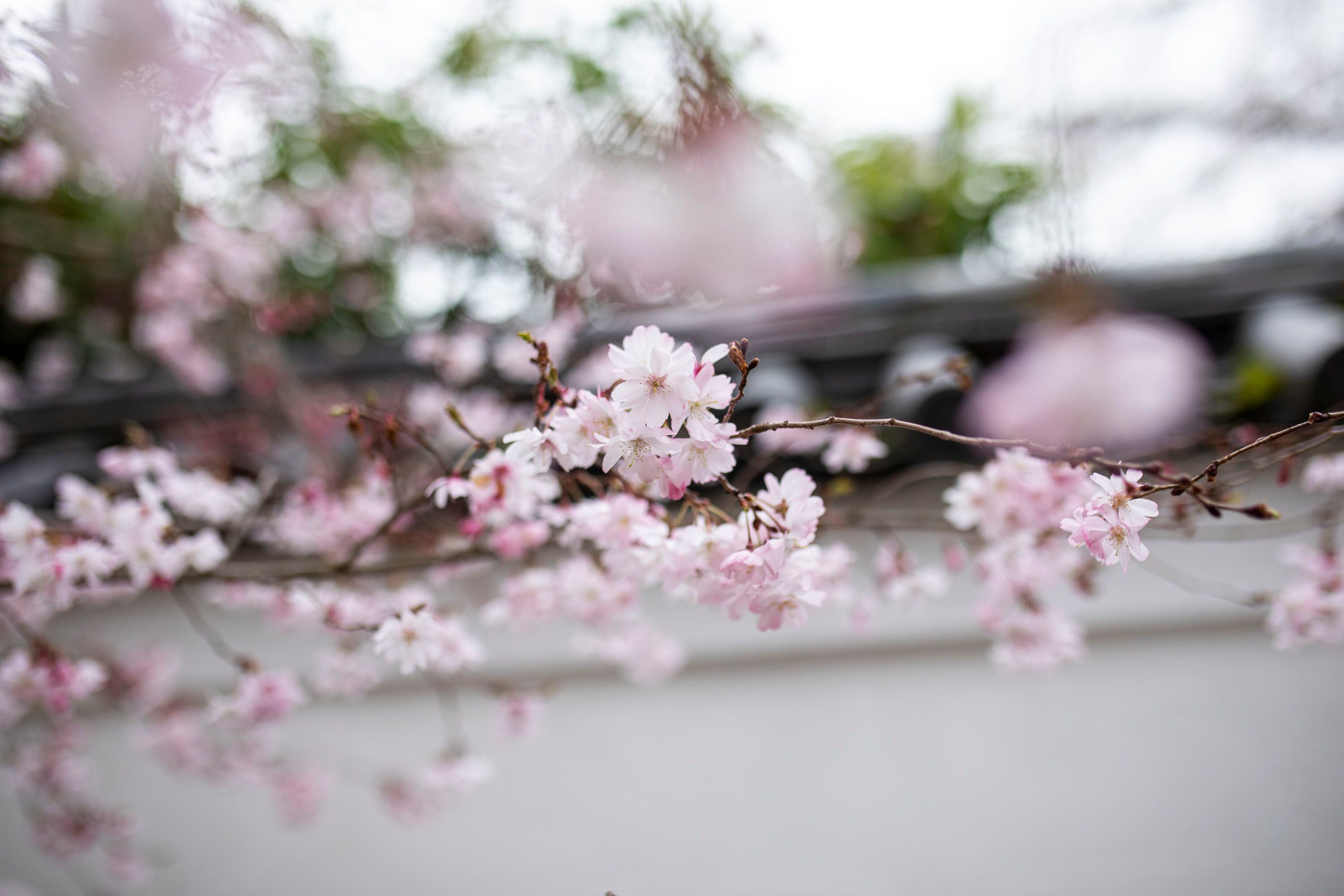 Where to see cherry blossoms in Philly, image size:3000x2000