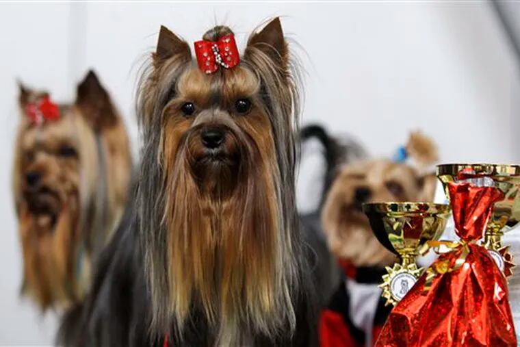 Yorkshire terriers take part in the 17th International dog exhibition in Prague, Czech Republic, Sunday, May 3, 2009. (AP Photo/Petr David Josek)