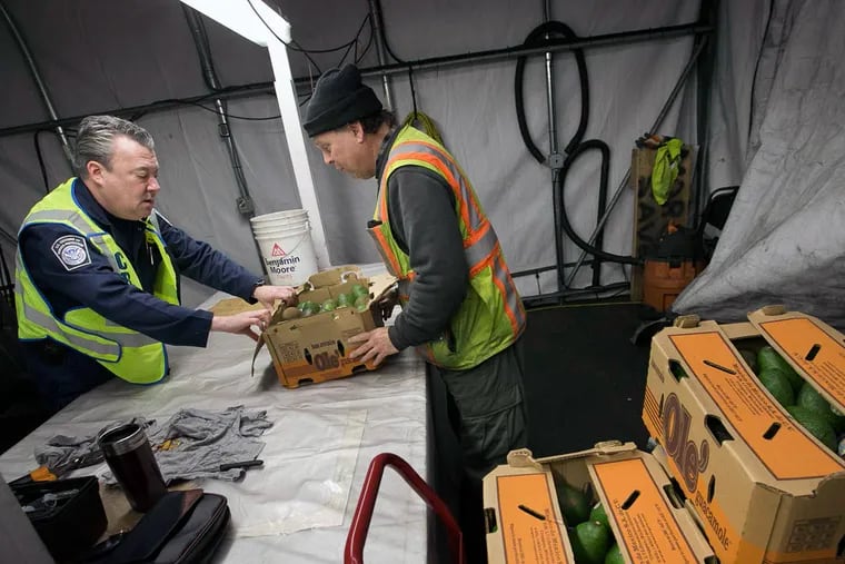 James Goldman (left), a U.S. Customs and Border Protection inspector, and Wayne Morris, from Packer Avenue Marine Terminal, inspect avocados from Mexico. Thursday was the first time that fresh produce from the Gulf of Mexico arrived in Philadelphia on a direct ocean route.