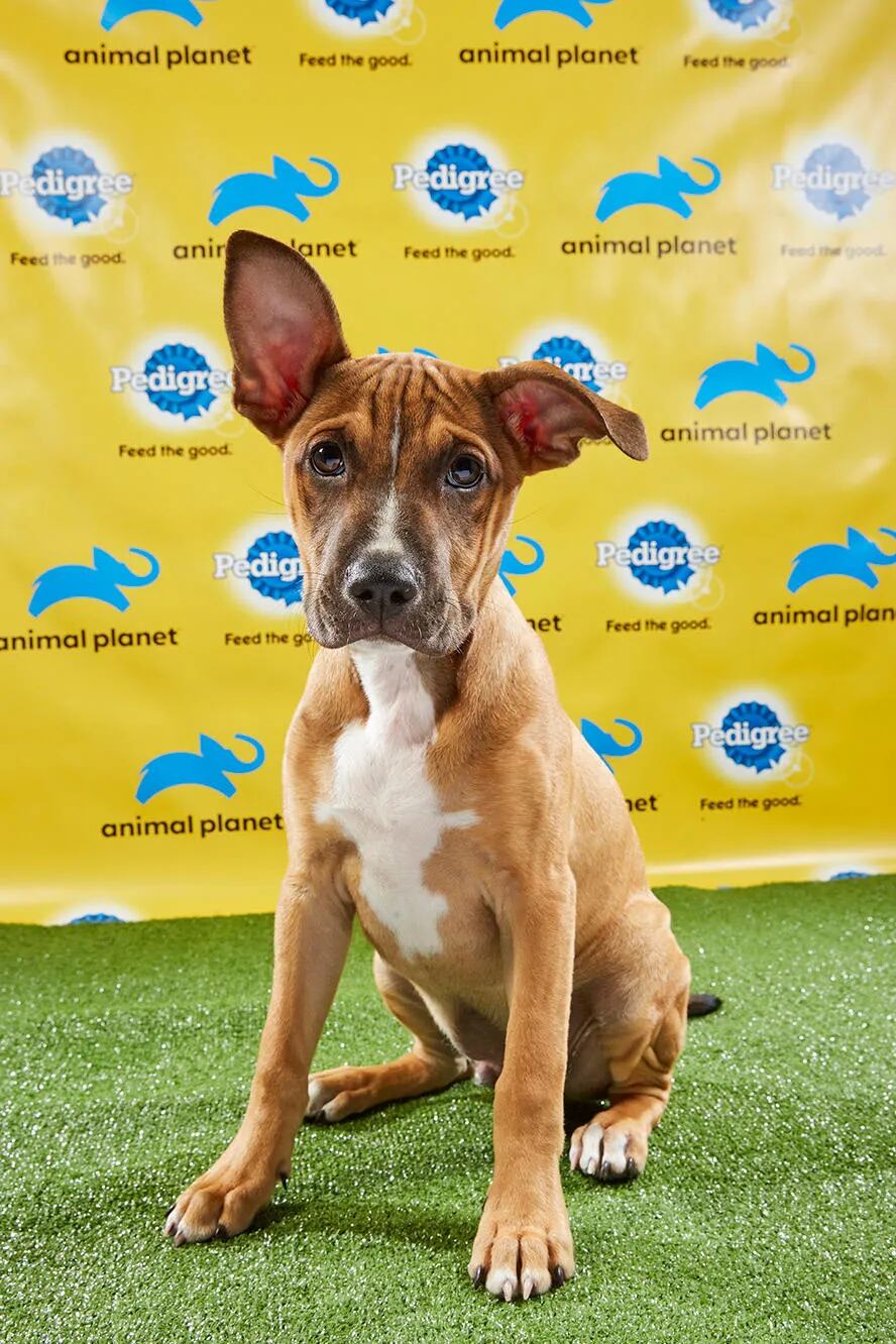 Animal Planet's Puppy Bowl XV to feature dogs from three Philly-area  shelters