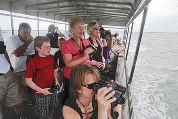 In the back bays of Wildwood Crest, ecotourists scan a salt marsh. (Clem Murray / Staff Photographer)