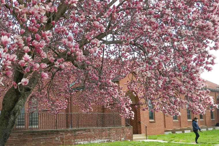 A pedestrian walks underneath a fully blossomed magnolia tree by Saint John's Lutheran Church in Mayfair section on March 26, 2022. Three days later, a hard freeze chilled the region. Expect a rerun this week.