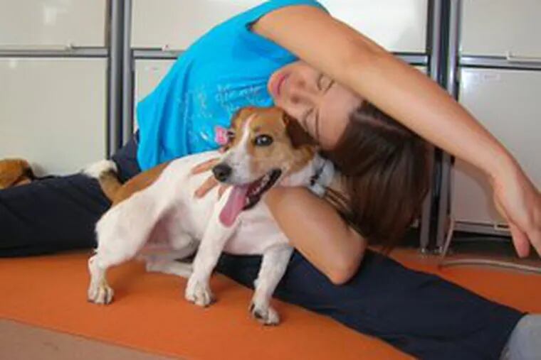 Sakura Aoki, with her Jack Russell terrier, leading the dog yoga class. &quot;Dogs give us peace,&quot; saida dog yoga pioneer.