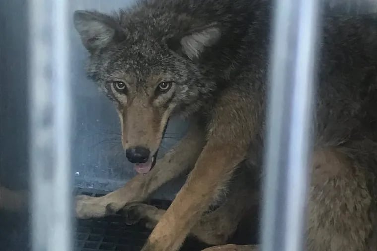 Police Officer Marck Smith took this photo of the coyote captured Thursday morning in Southwest Center City.
