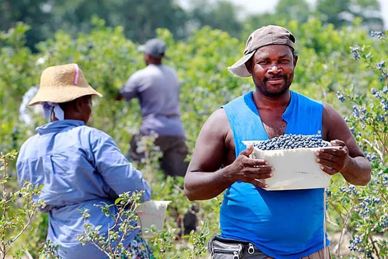 Haitian farmworker Wilbert Janvier with a full container of blueberries last summer at Anthony &quot;Butch&quot; DiMeo's 400-acre farm near Hammonton, N.J.