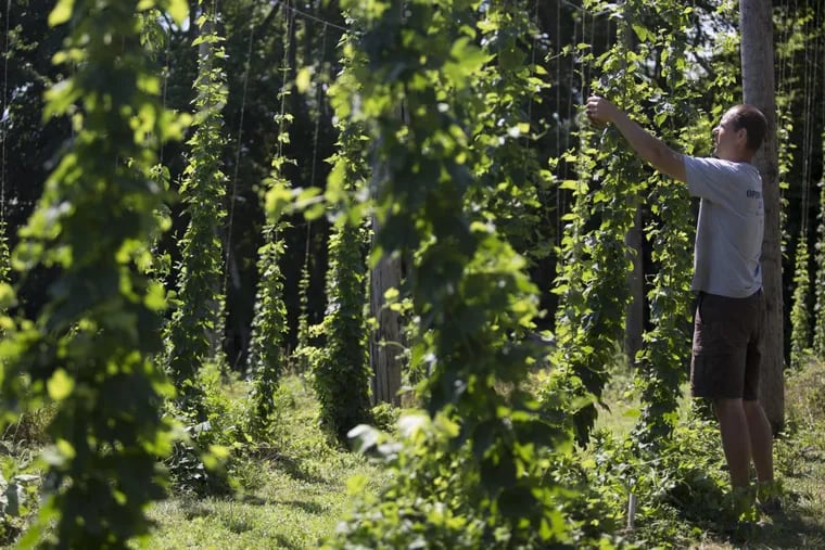 Joe Ritter tends to the 16-foot-tall hops he grows in Shamong, N.J.