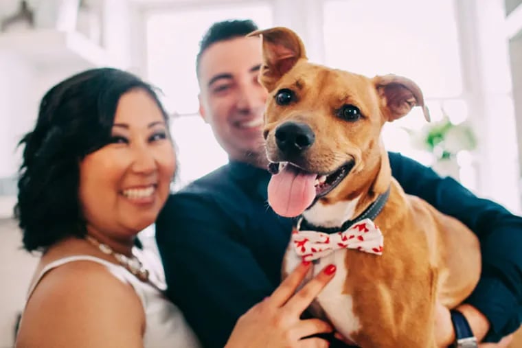 At Jackie Baik's and Frank Kemp's planned Sept. 11 wedding, Luca, a 2-year-old pit bull/corgi mix, will carry the rings. He was even included in the couple's engagement photo.