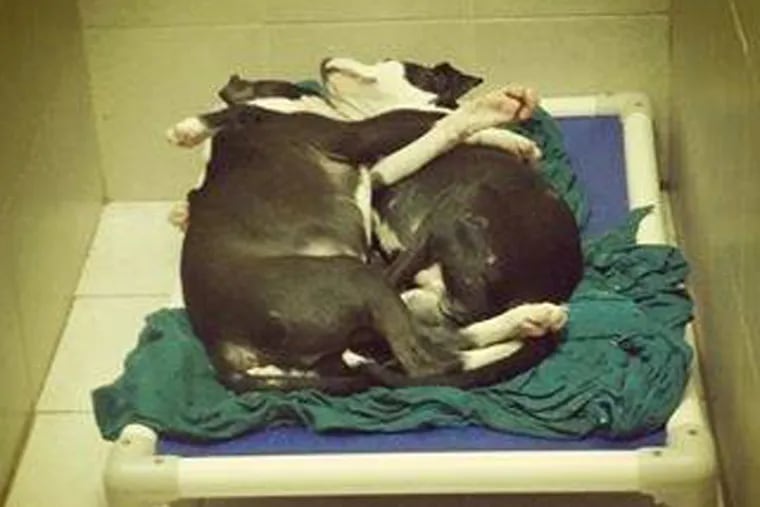 Jeffrey, who is blind, and his brother Jermaine, who is Jeffrey’s loyal guide dog. Here they are asleep, holding on to each other. Jeffrey and Jermaine are awaiting adoption at the Operation Ava shelter in Philadelphia. (Photo: Chester County SPCA via Facebook)
