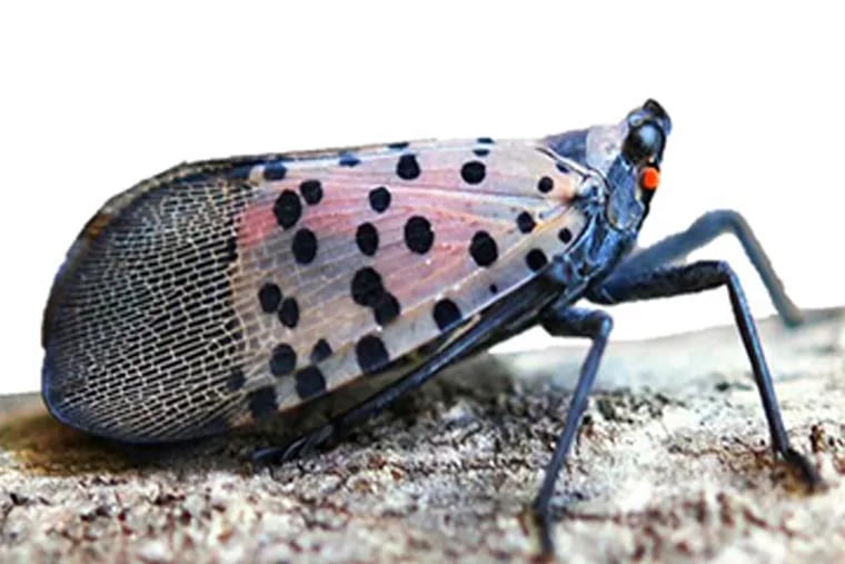 Lateral view of an adult Spotted Lanternfly. Photo by Lawrence Barringer, Pennsylvania Department of Agriculture