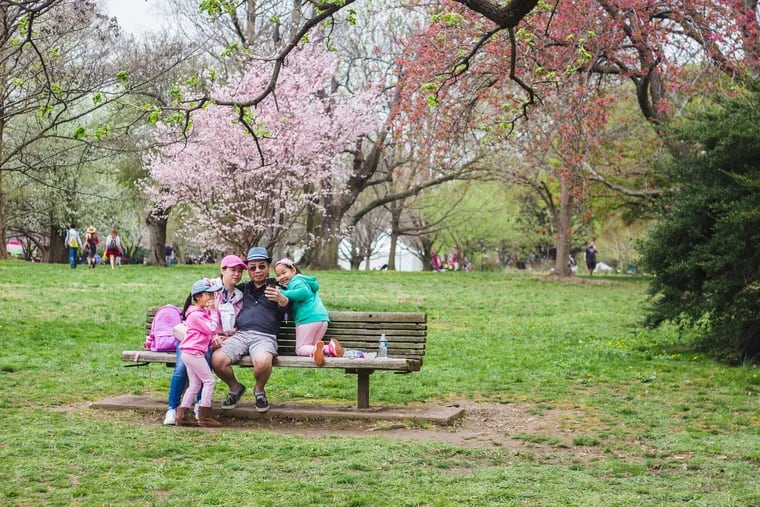 The Shofuso Cherry Blossom Festival takes place in West Fairmount Park this weekend, April 8-10.