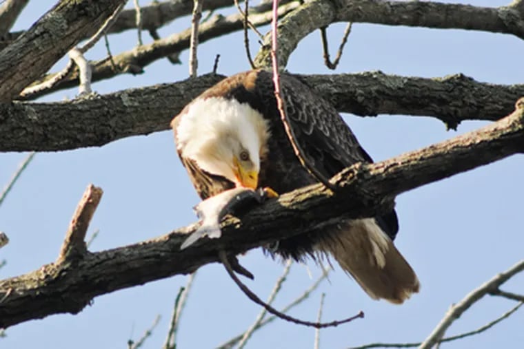 An eagle perched in a tree eats a fish that it snatched from the Susquehanna River south of the Conowingo Dam in Maryland on November 12, 2012. ( RON TARVER / Staff Photographer )