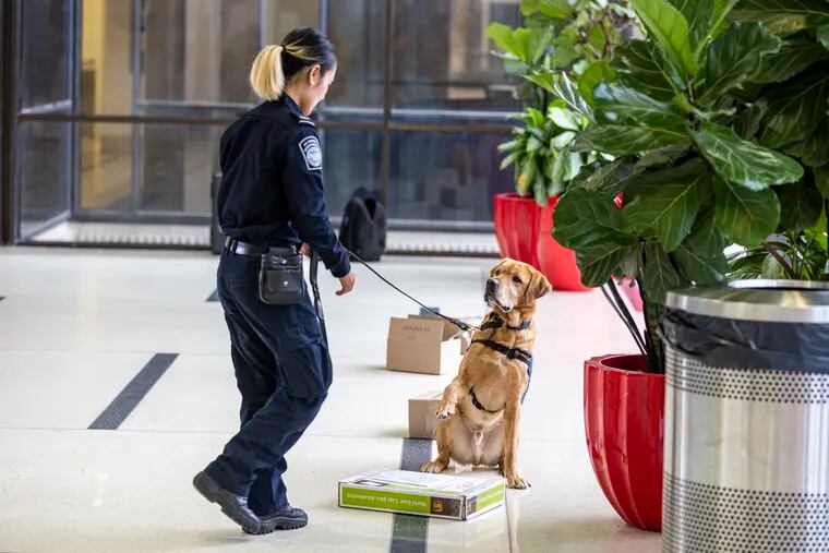 Thuy Ai Le, a cargo canine agriculture specialist with U.S. Customs and Border Protection, with her English Labrador mix, Byron, demonstrates how he detects food in packages at the Philadelphia International Airport on Wednesday, Dec. 27, 2023.