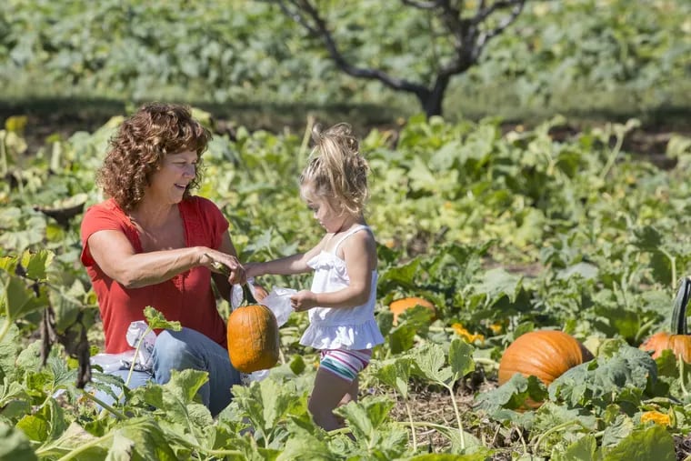 Lisa Bailey, left, and her grandaughter Grace Welch, 2 years old, right, pick pumpkins at Johnson's Farm, Thursday, Sept. 22, 2016, in Medford, New Jersey.