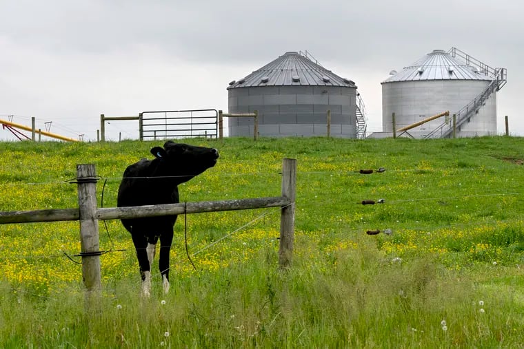 A cow at a farm along Rt. 49 in Salem County, N.J.