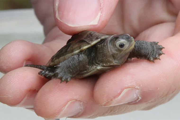 A 10-month-old diamondback terrapin at the Wetlands Institute in Stone Harbor, N.J., in 2016.