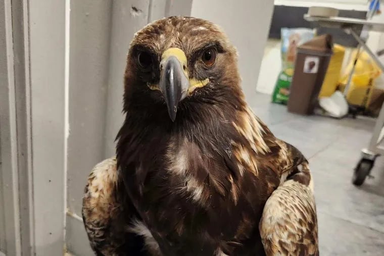 Aura, a one-footed golden eagle that lived at the Pocono Wildlife Rehabilitation & Education Center, was euthanized Wednesday night.