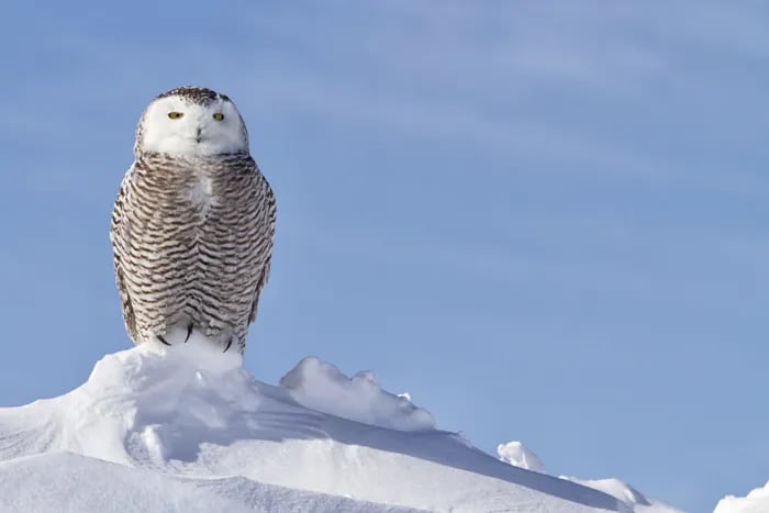 Snowy owl sightings in Pennsylvania can bring out bad behavior among ...