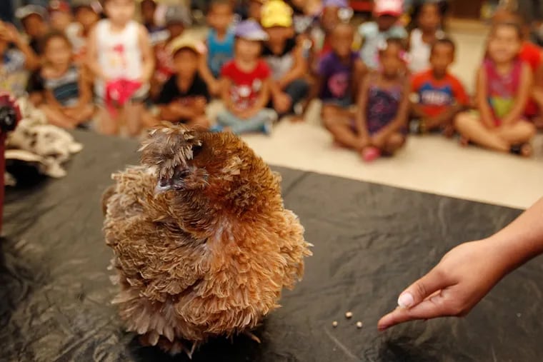 Pluma, the silky chicken from the Philadelphia Zoo, comes out of her cage to show off her fancy feathers to the children at NHS Human Services on Tuesday, July 28, 2015. ( Michael Bryant / Staff Photographer )