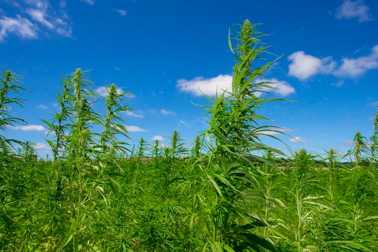 Hemp growing in a field. Canopy Growth, the Canadian cannabis behemoth, announced it bought AgriNextUSA of Reading Pa. with an eye to building Hemp Industrial Parks across the U.S. (Dreamstime/TNS)