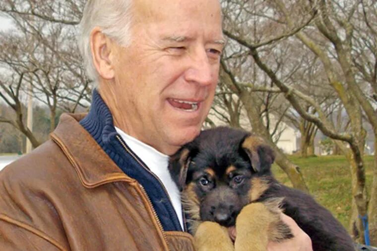 This undated photo provided by breeder Linda Brown shows Vice President-elect Joe Biden holding his newly purchased German Shepherd puppy, which remains name-less so far, at Brown's home in East Coventry Township in Chester County. (AP Photo/Brown Family)