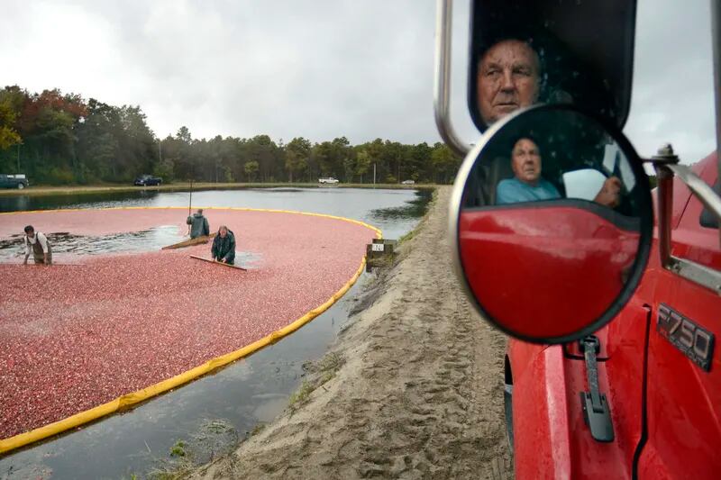 Cranberry Harvest in Whitesbog, N.J.