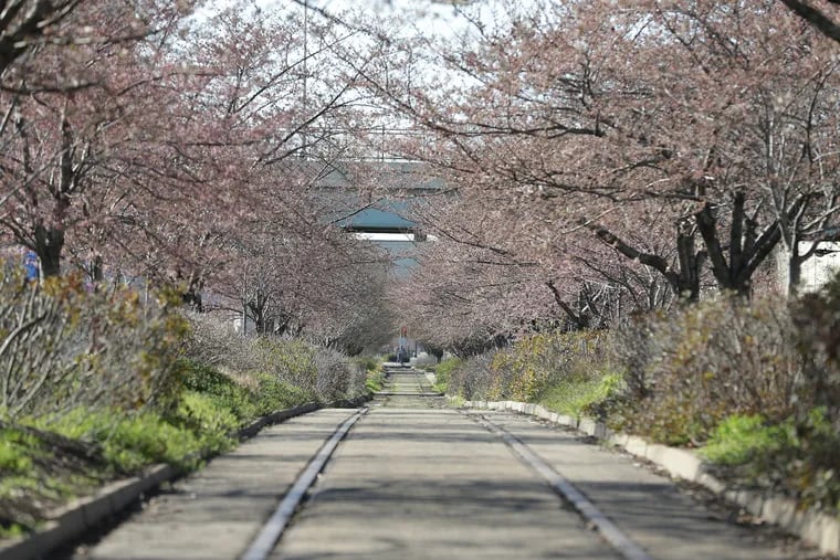 Trees along Columbus Boulevard near Market Street begin to bloom in Philadelphia on March 18.