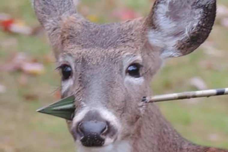 Deer with an arrow in its head, photographed in Rockaway, N.J., on Nov. 1, 2013, eluded attempts for help for days. (Susan Darrah / Facebook)