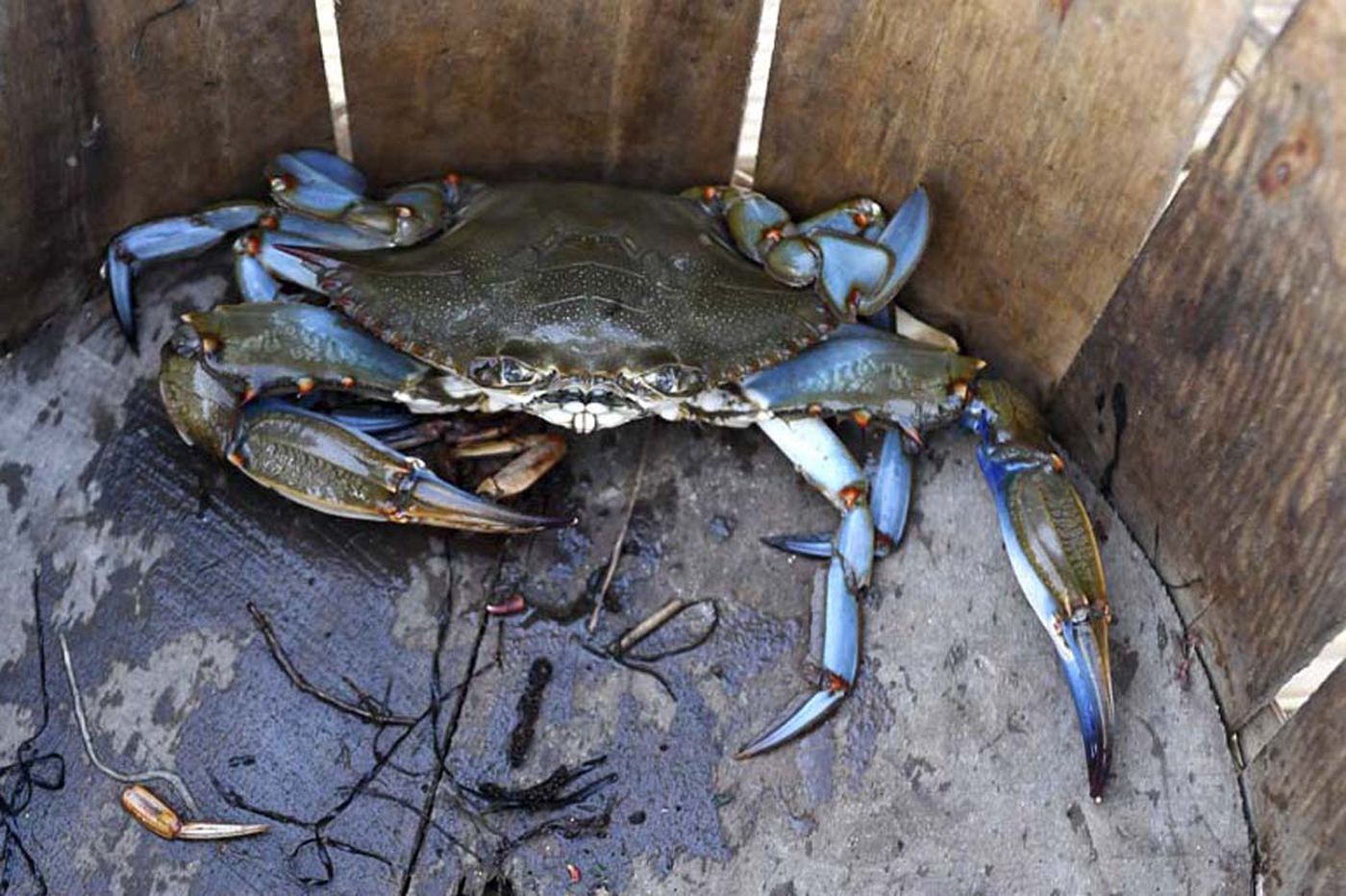 Maryland blue crab season westidaho