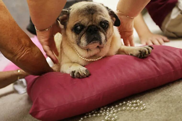 Henrietta the rescue pug waits patiently as she is situated for a photo shoot at Jill Andra Young Photography. (Susan Tusa/Detroit Free Press/MCT)