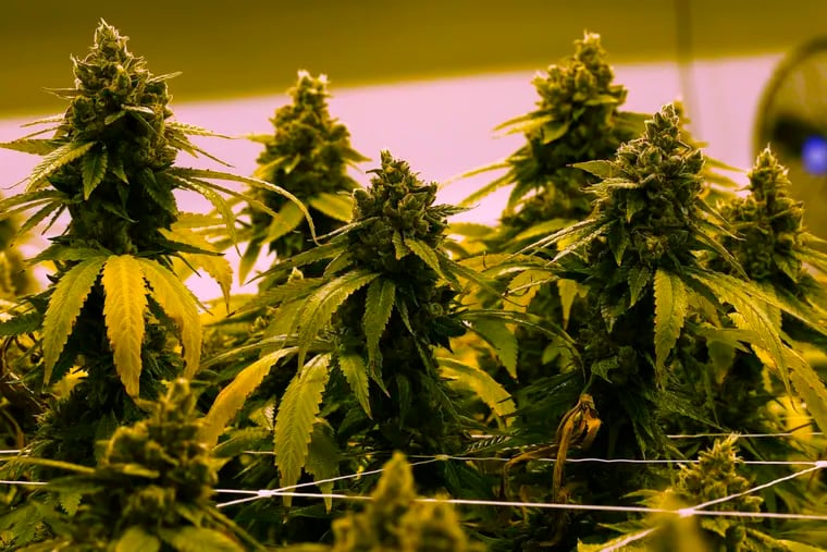 Recreational cannabis sales will start Thursday in New Jersey. The photo shows a cannabis plant last summer in a Richmond, Va., facility.