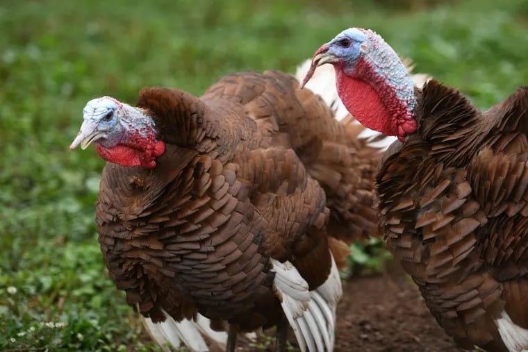A pair of Red Bourbon heritage breed turkeys at the Quarry Hill Farm in Lower Salford Township.