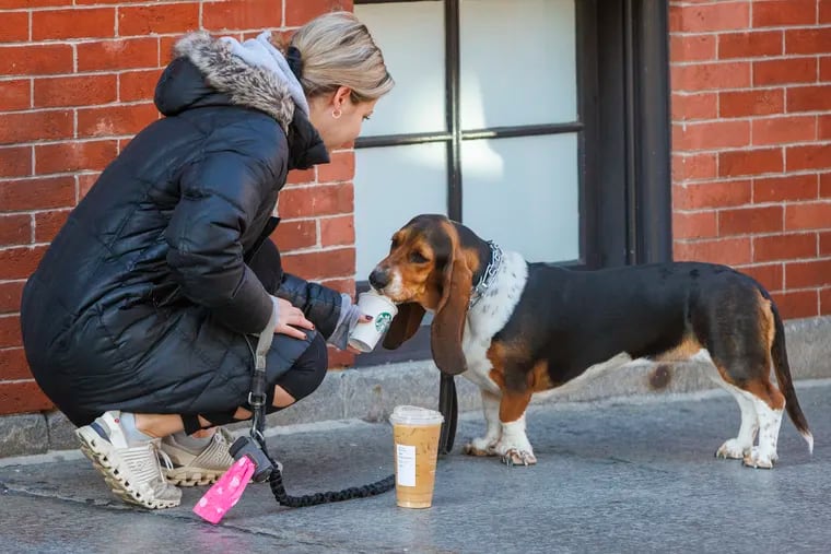 Even our four-legged friends like a Starbucks every once in a while. Basset hound enjoys a beverage along Arch Street and N. 3rd in the Old City section of Philadelphia on Thursday morning March 30, 2023.