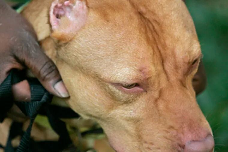 This pit bull, its ears removed for fighting, was seized in Philadelphia, which the Pennsylvania SPCA says has an animal-cruelty problem. B8.