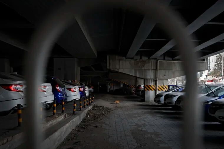 A cat walks in between a row of new Honda vehicles stored underneath an overpass in Beijing, Thursday, March 14, 2019. The downturn in China's auto market worsened in January and February as an economic slowdown and a tariff fight with Washington chilled demand in the industry's biggest global market. Sales of SUVs, minivans, and sedans plunged 17.5 percent from a year earlier to 3.2 million SUVs, minivans and sedans in the first two months of 2019, according to an industry group, the China Association of Auto Manufacturers. (AP Photo/Andy Wong)