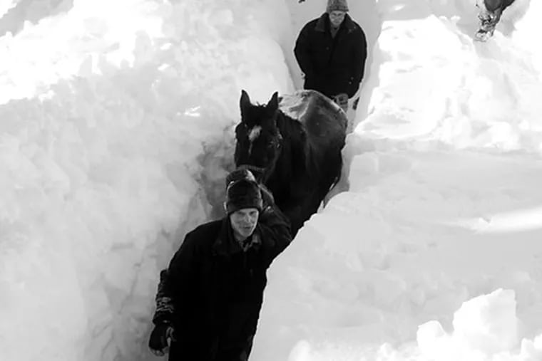 Rescuers lead the horses down the mountain through a trench that volunteers dug in six feet of snow in British Columbia.