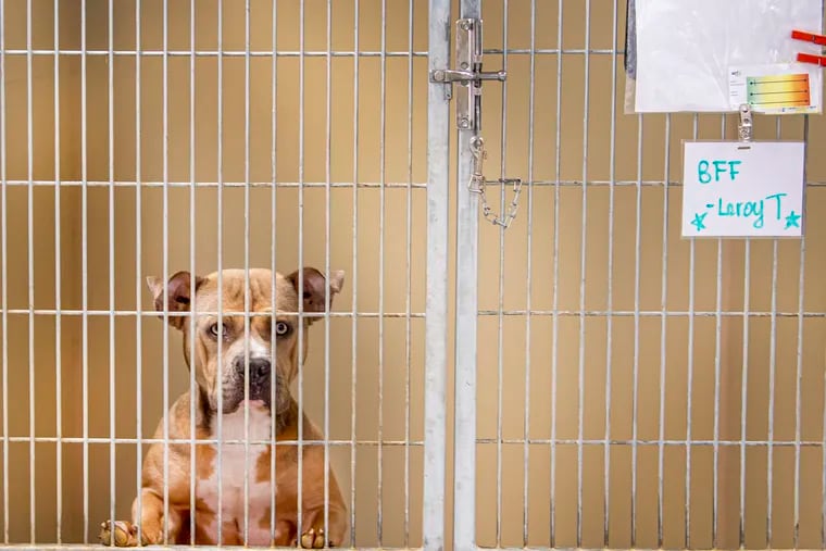 A dog is shown inside a kennel at the ACCT Philly shelter and animal-control facility in North Philadelphia.